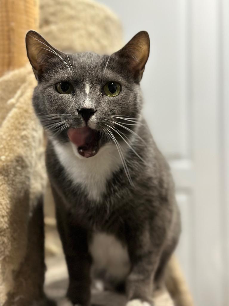 Enlarge Marcie, a Adoptable mixed breed in Markham, ON image 4/6