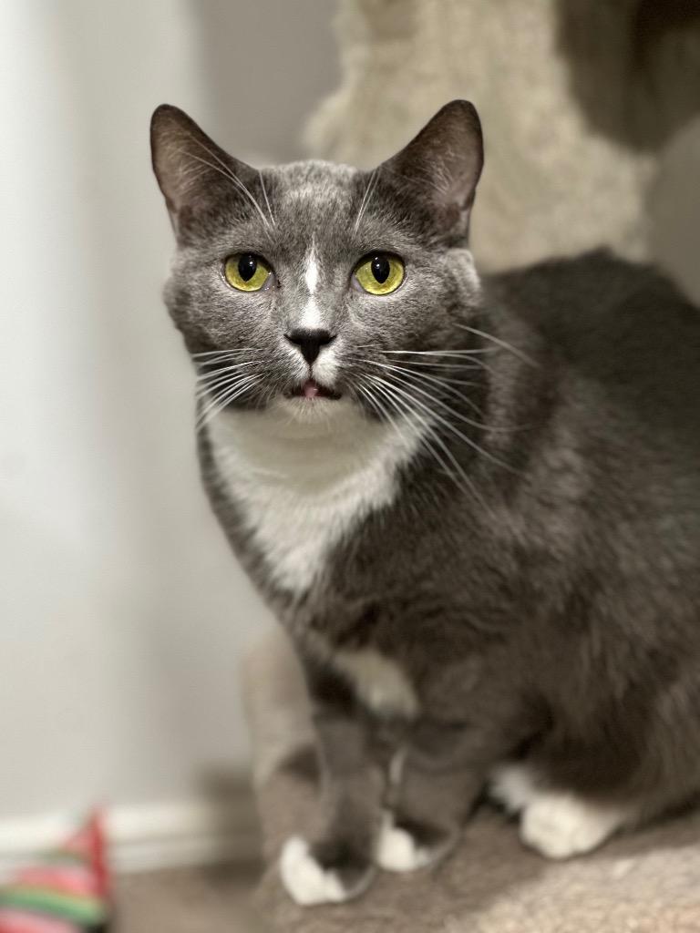 Enlarge Marcie, a Adoptable mixed breed in Markham, ON image 5/6