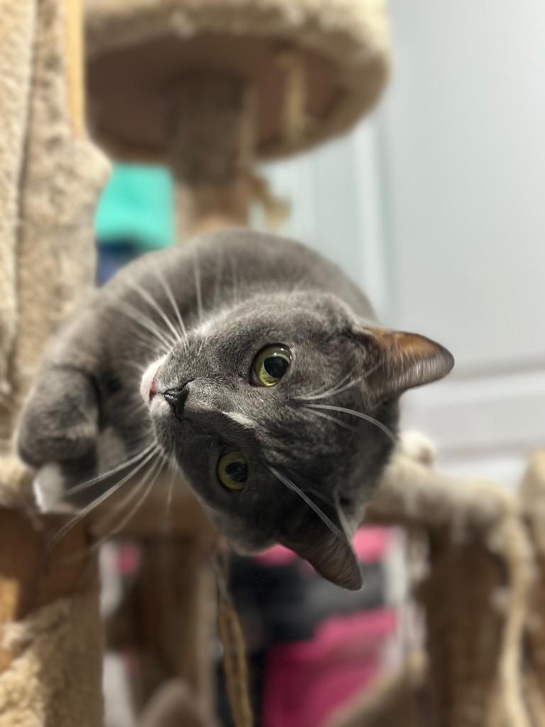 Enlarge Marcie, a Adoptable mixed breed in Markham, ON image 6/6