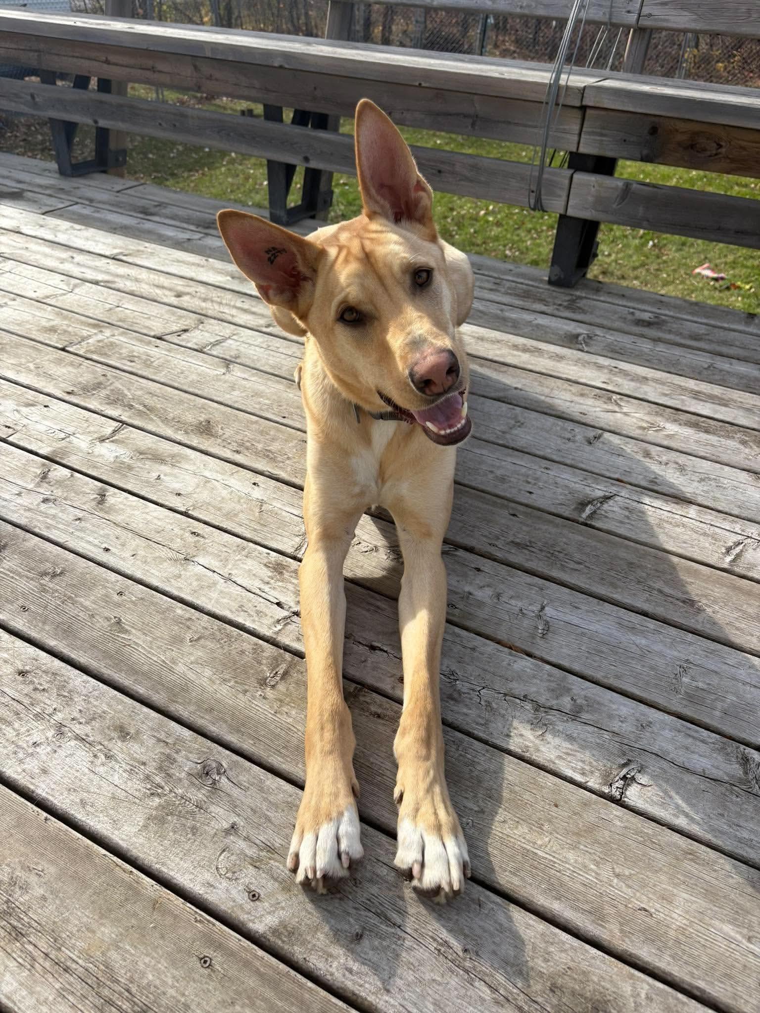 Enlarge Buck, a Adoptable mixed breed in Winnipeg, MB image 3/6