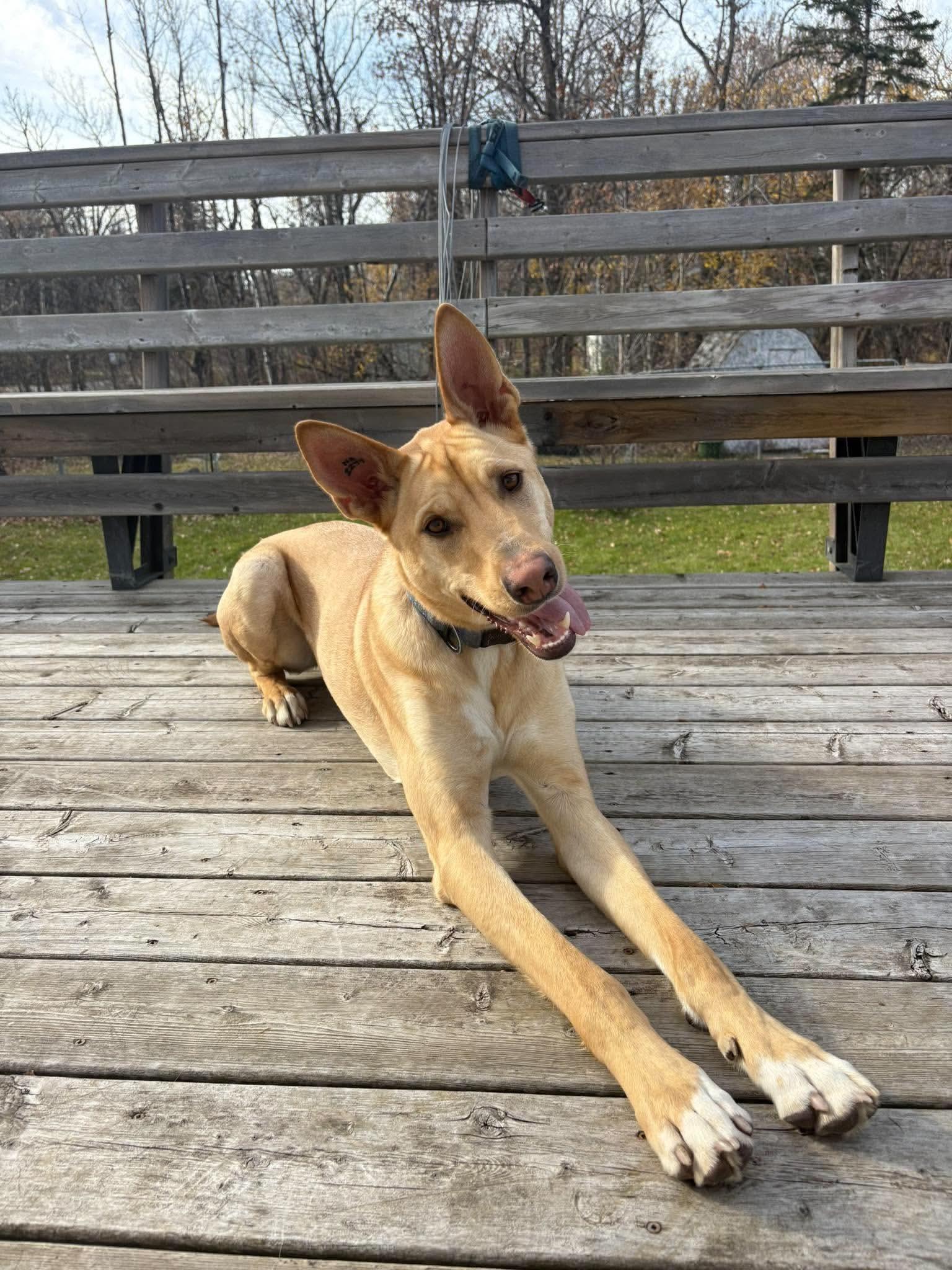 Enlarge Buck, a Adoptable mixed breed in Winnipeg, MB image 2/6