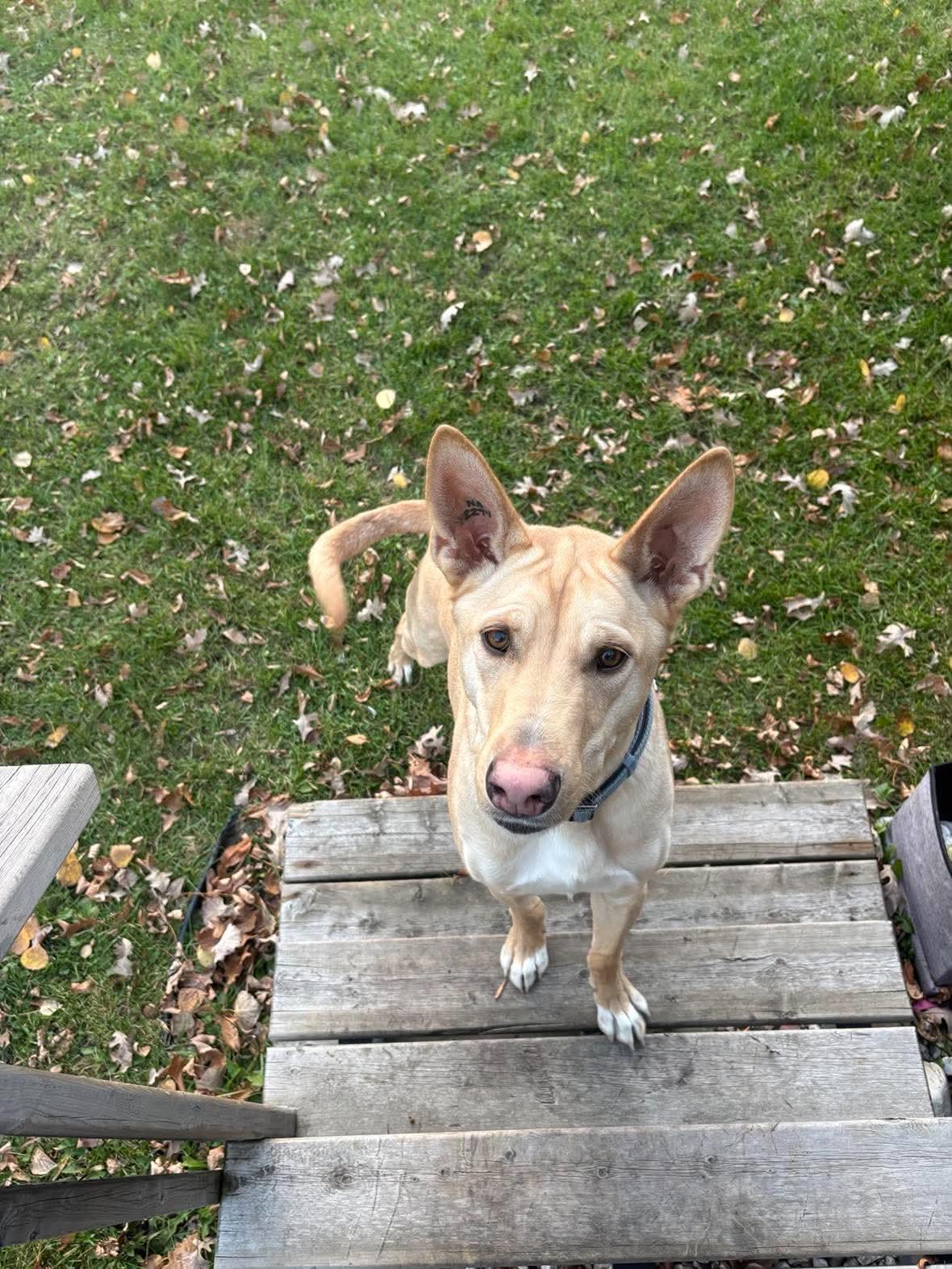 Enlarge Buck, a Adoptable mixed breed in Winnipeg, MB image 5/6