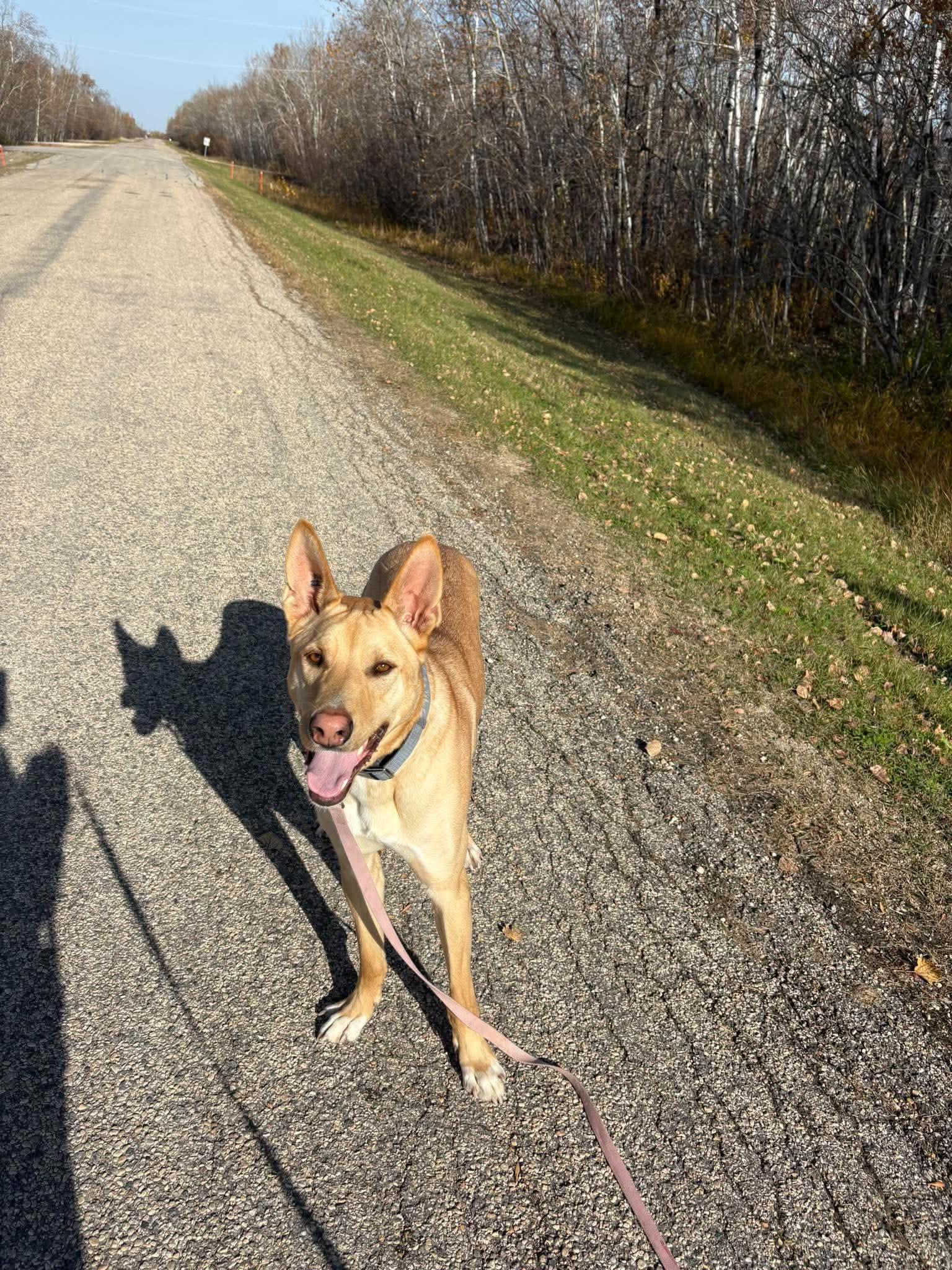 Enlarge Buck, a Adoptable mixed breed in Winnipeg, MB image 6/6