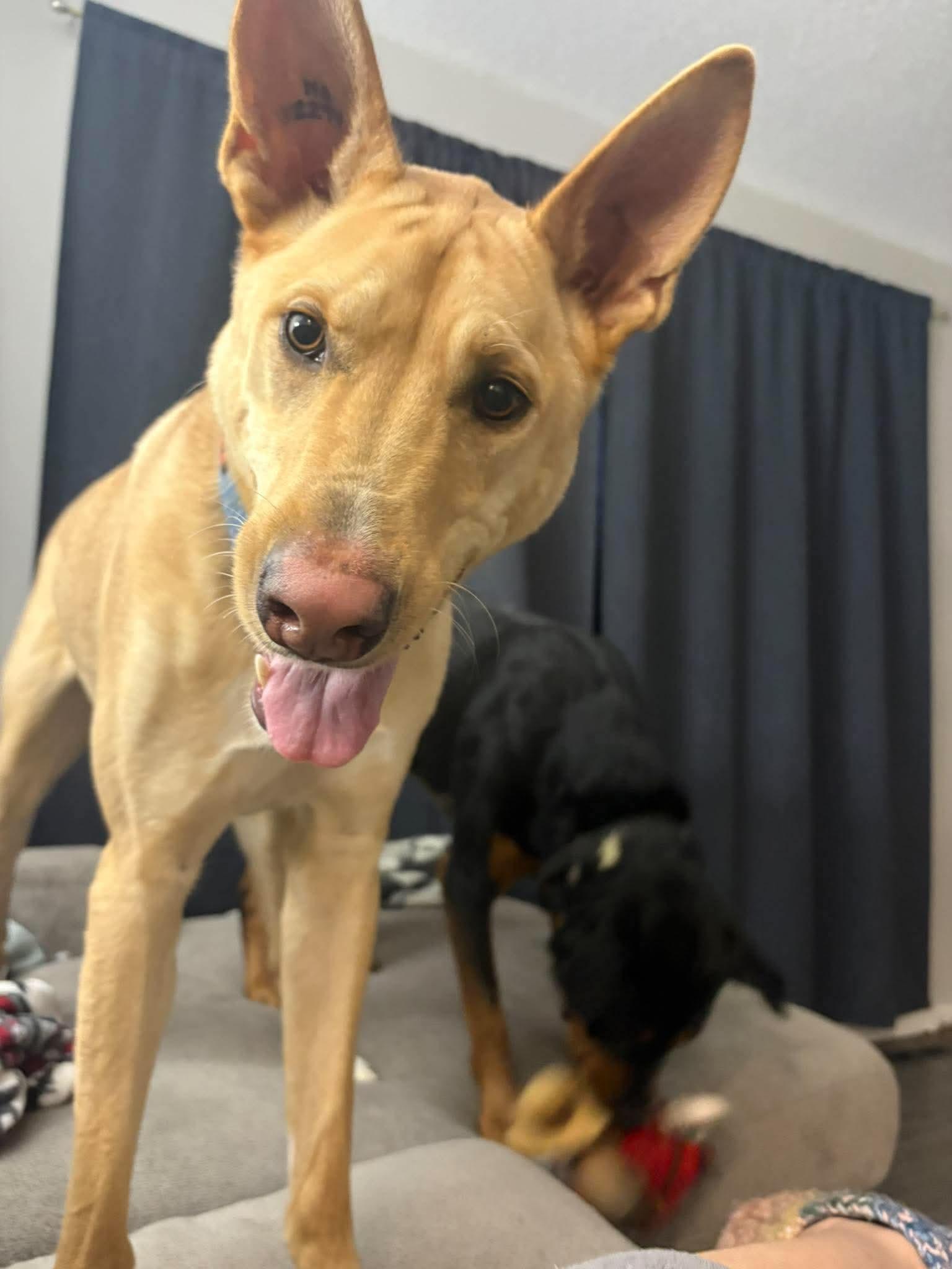 Enlarge Buck, a Adoptable mixed breed in Winnipeg, MB image 1/6