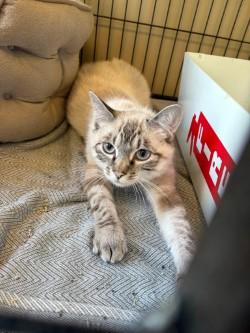 Shmee, adopted, Kitten Male Siamese & Tabby.