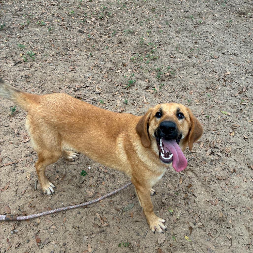 Enlarge Marcus, a Adoptable Mixed Breed in Pensacola, FL image 1/2