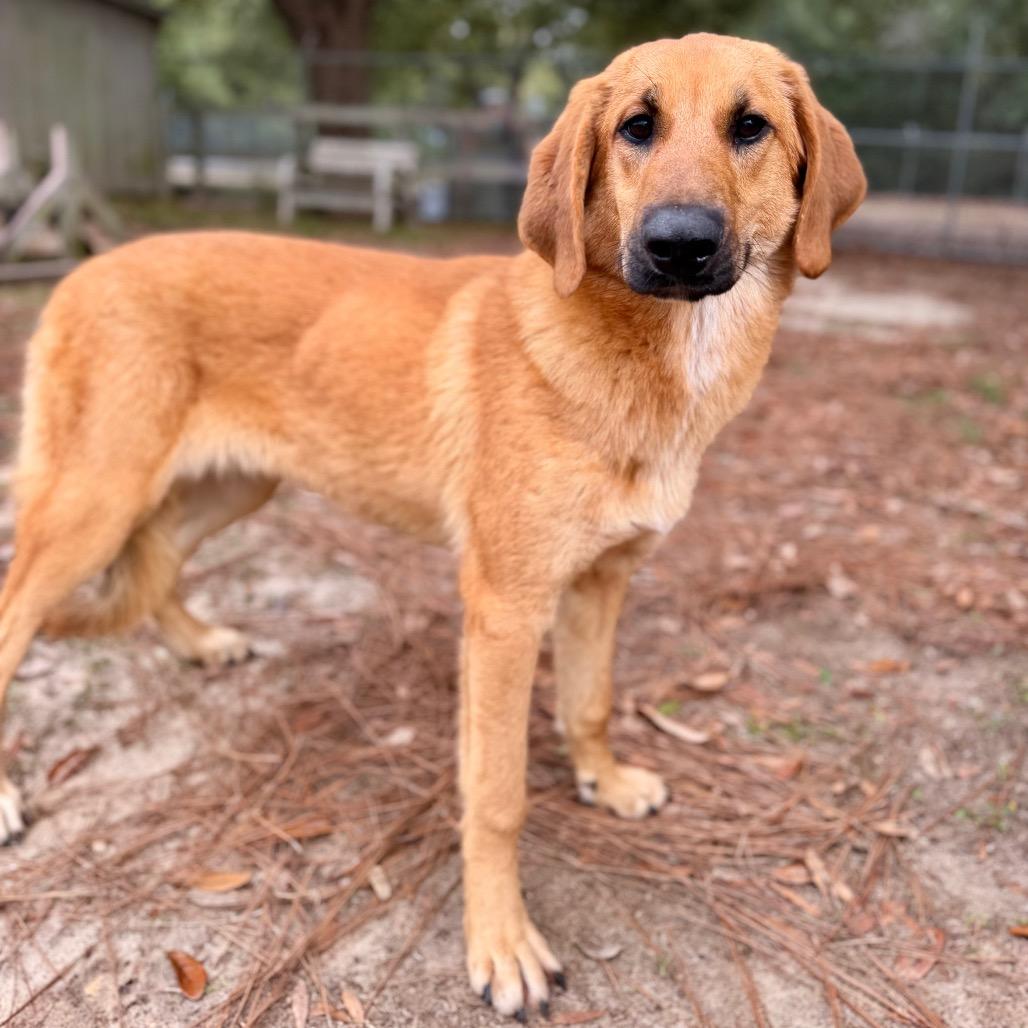 Enlarge Marcus, a Adoptable Mixed Breed in Pensacola, FL image 2/2