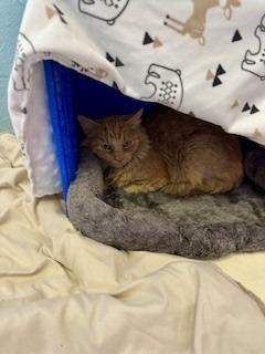 Biscuit, Adoptable, Adult Female Domestic Long Hair.