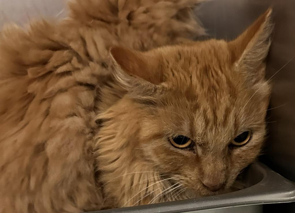 Enlarge Biscuit, a Adoptable mixed breed in Sherwood, AR image 2/2