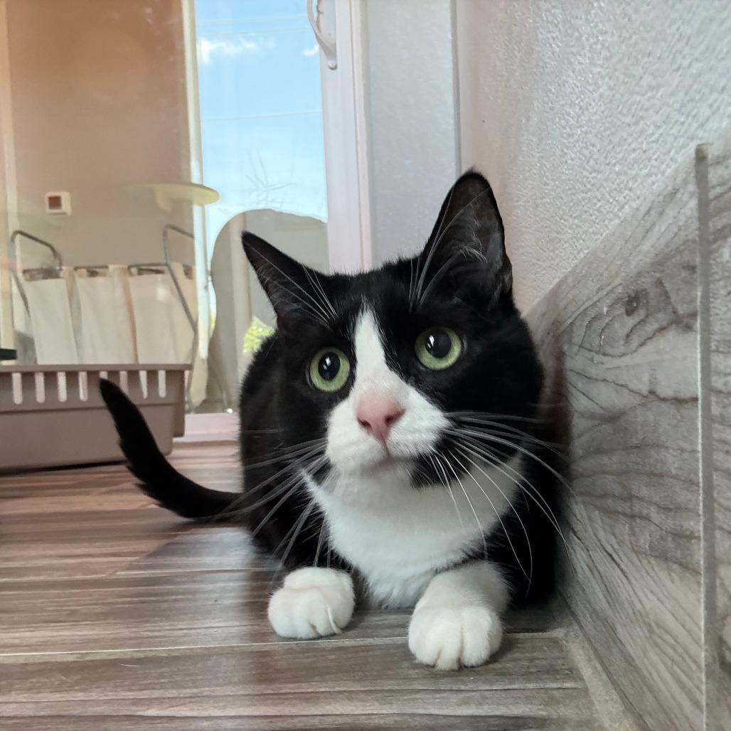 Chai (Bonded to Dunkin), Adoptable, Senior Female Domestic Short Hair & Mixed Breed.
