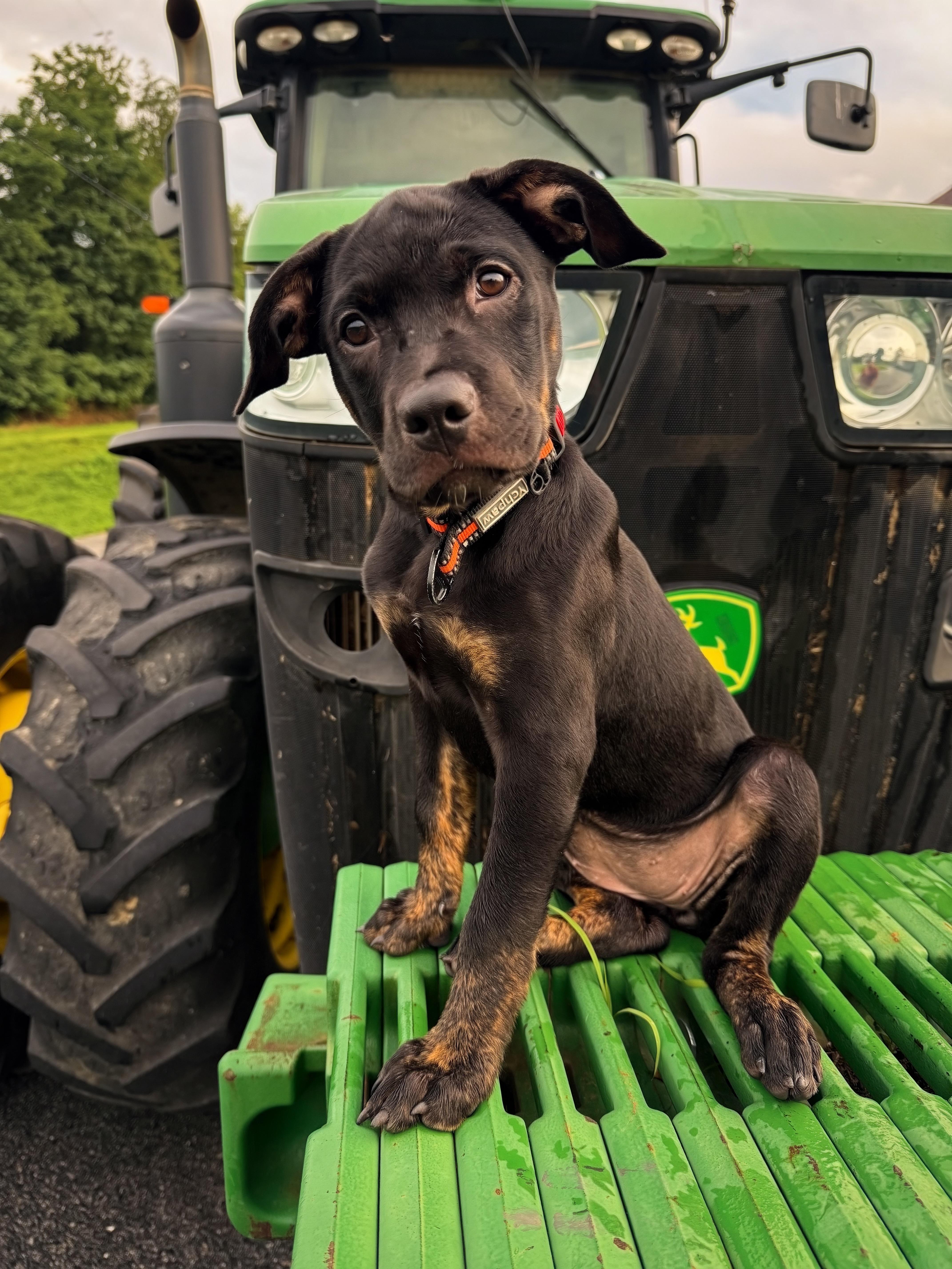 Rainer - Adoption Fee Sponsored, an adopted mixed breed in Columbia, MD image 1/5