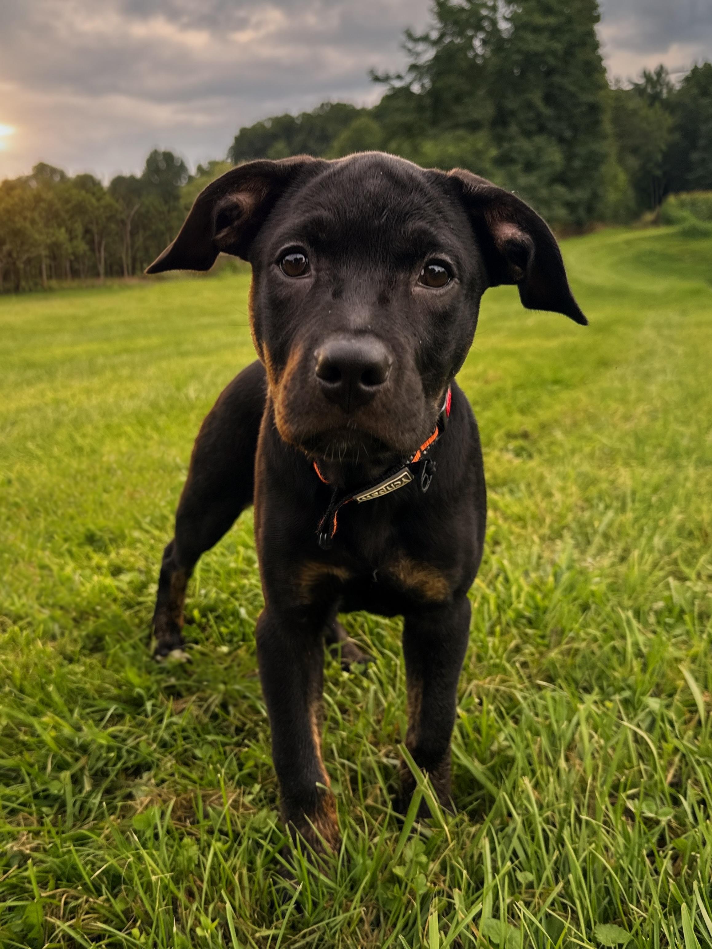 Rainer - Adoption Fee Sponsored, an adopted mixed breed in Columbia, MD image 3/5
