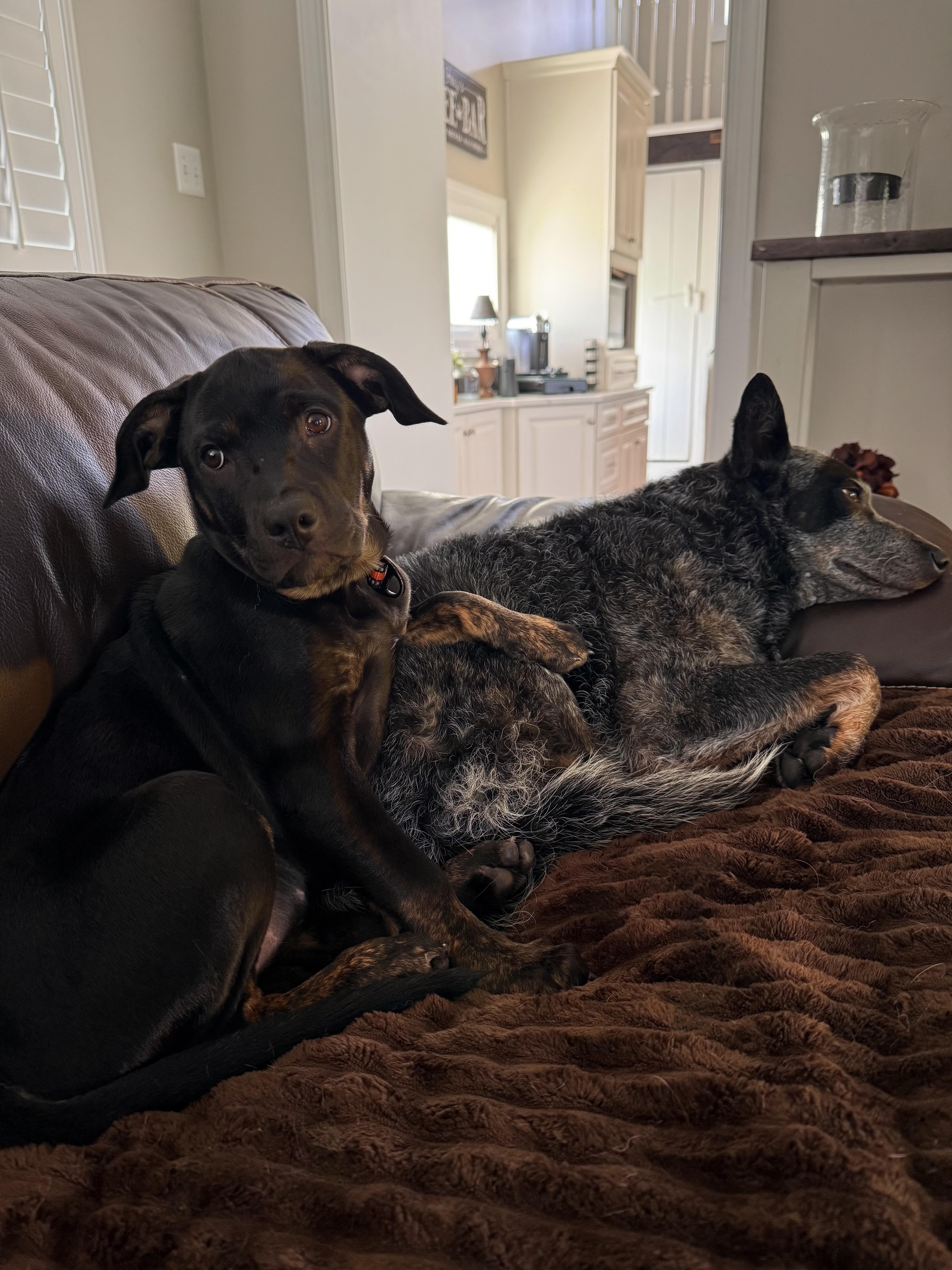Rainer - Adoption Fee Sponsored, an adopted mixed breed in Columbia, MD image 5/5