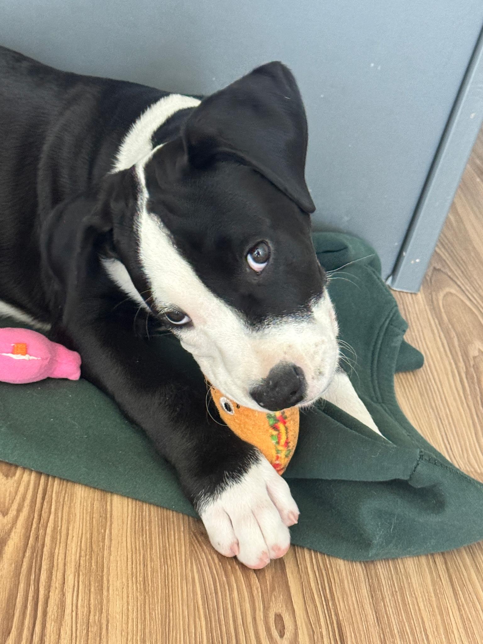 Baduk, a ADOPTABLE American Staffordshire Terrier in Dallas, TX image 2/6