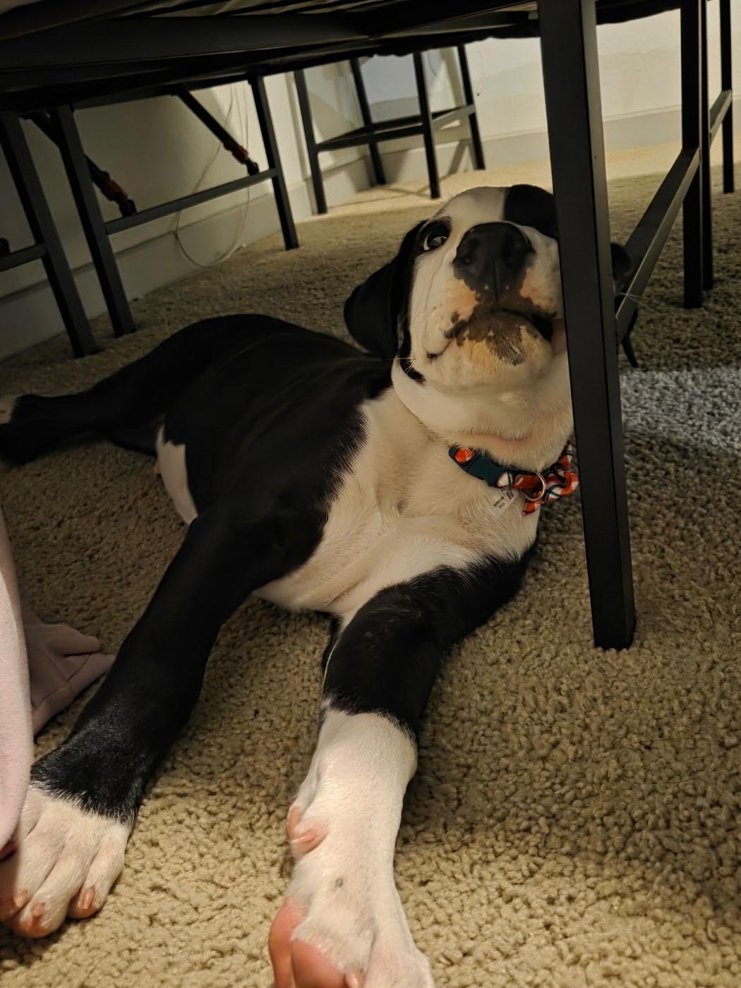 Baduk, a ADOPTABLE American Staffordshire Terrier in Dallas, TX image 5/6
