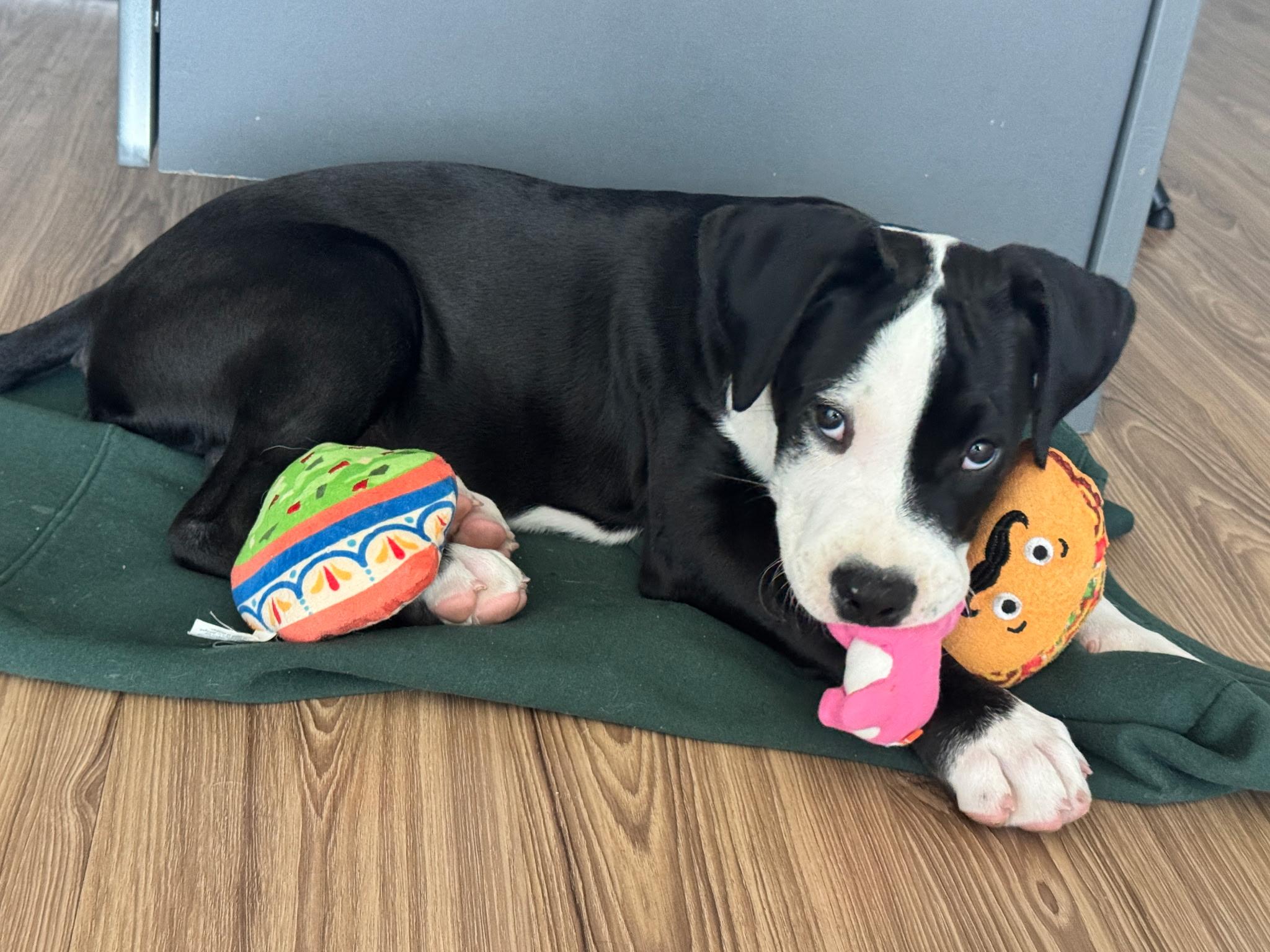 Baduk, a ADOPTABLE American Staffordshire Terrier in Dallas, TX image 6/6