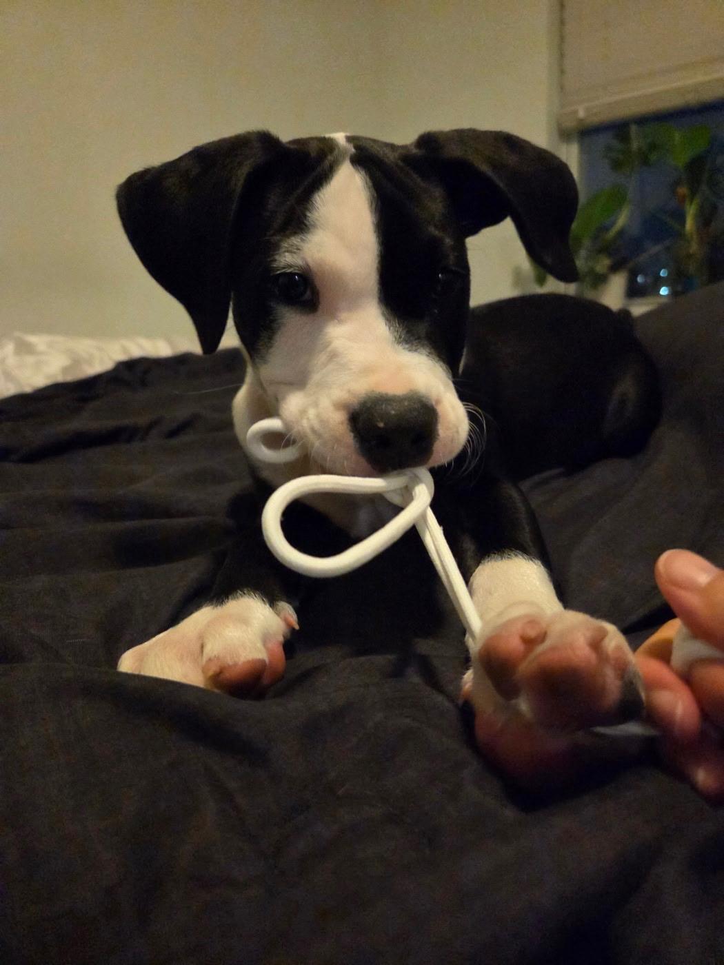Baduk, a ADOPTABLE American Staffordshire Terrier in Dallas, TX image 1/6