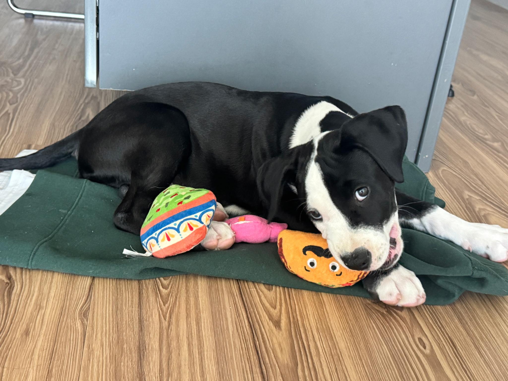 Baduk, a ADOPTABLE American Staffordshire Terrier in Dallas, TX image 3/6