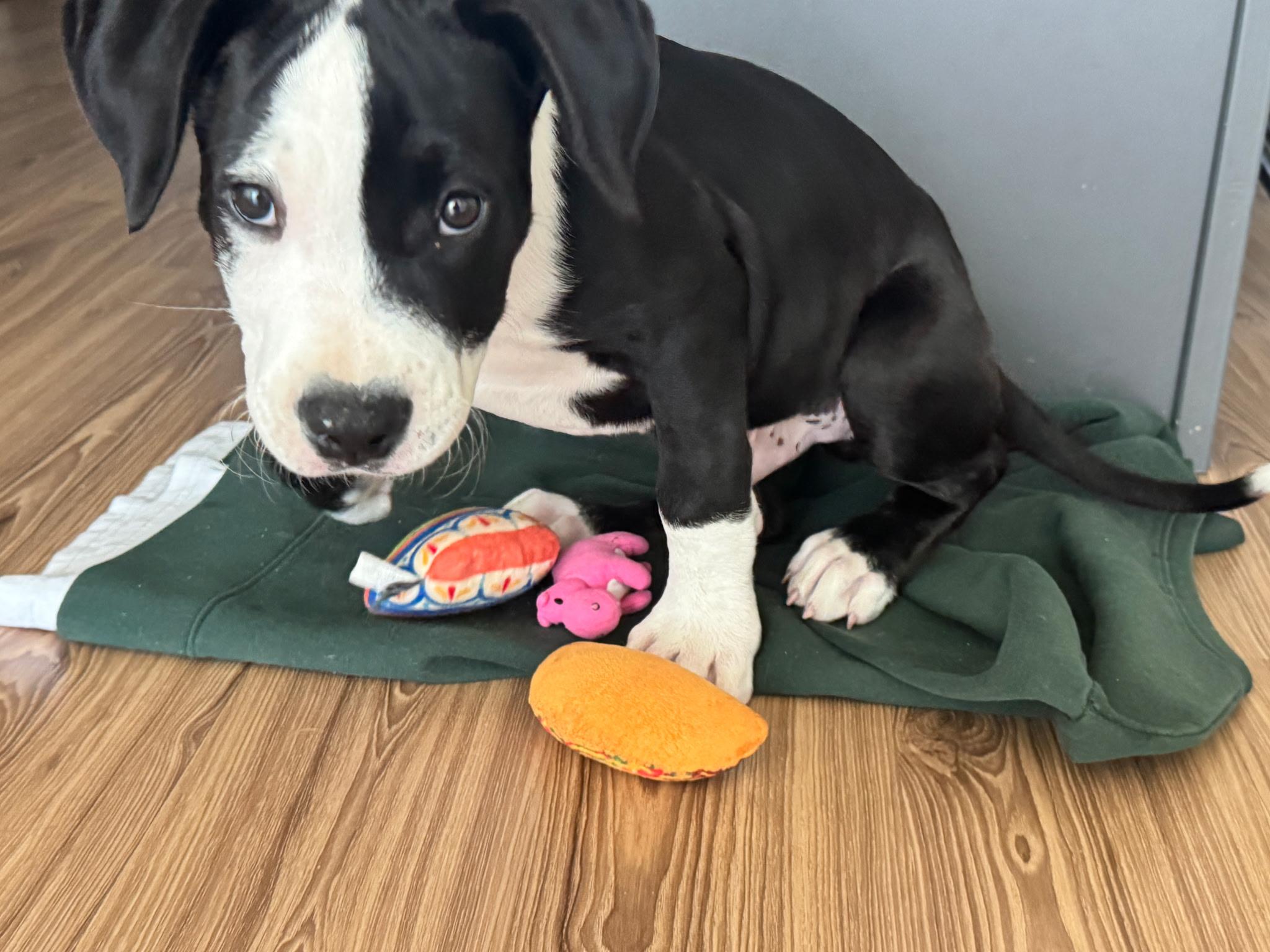 Baduk, a ADOPTABLE American Staffordshire Terrier in Dallas, TX image 4/6