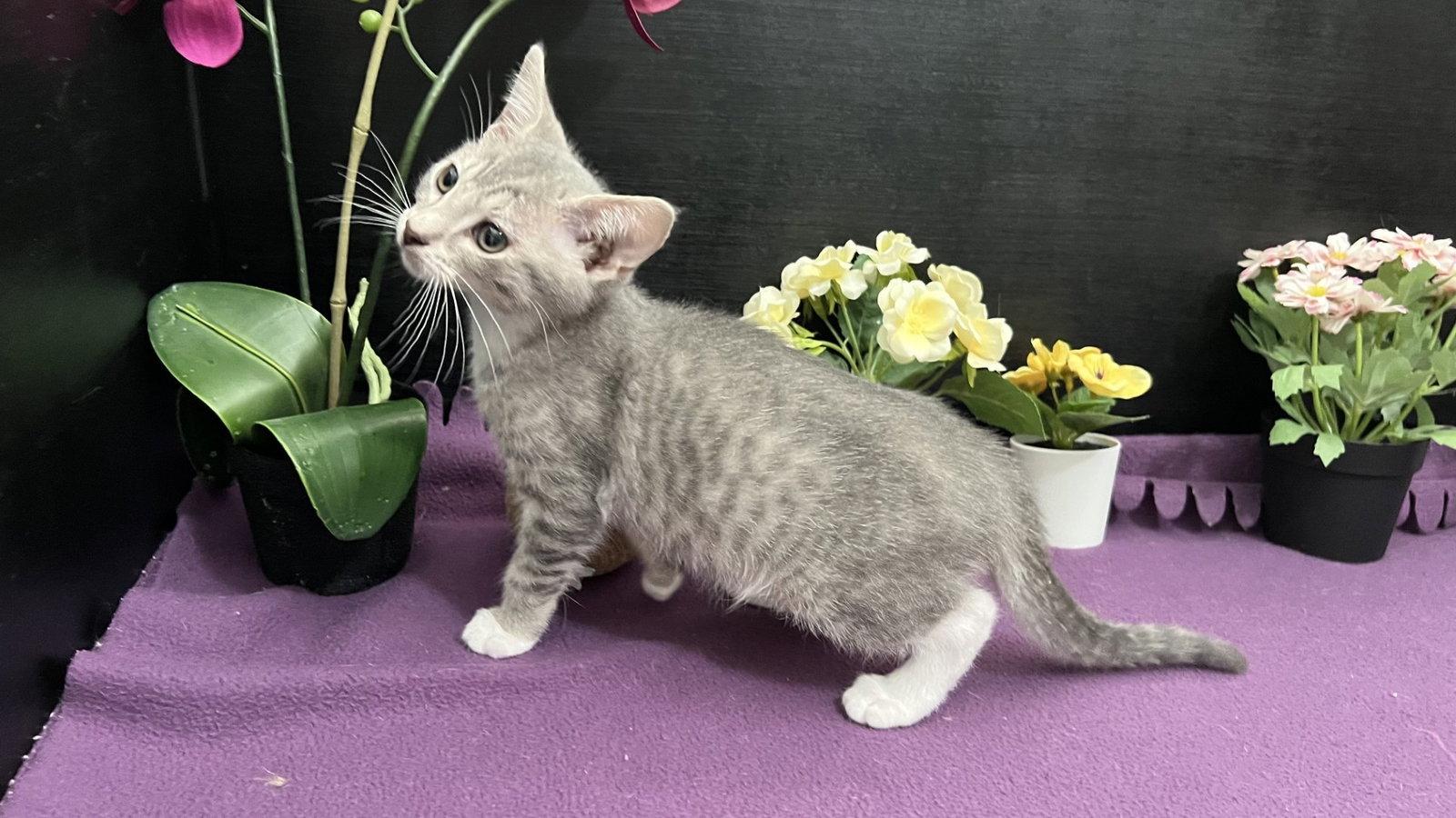 Pip, Adoptable, Kitten Male Tabby & Domestic Short Hair.