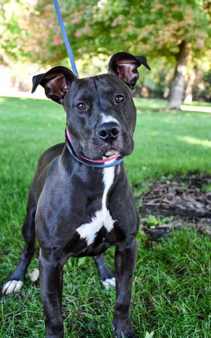 Enlarge Elvira, a Adoptable mixed breed in Yakima, WA image 1/3