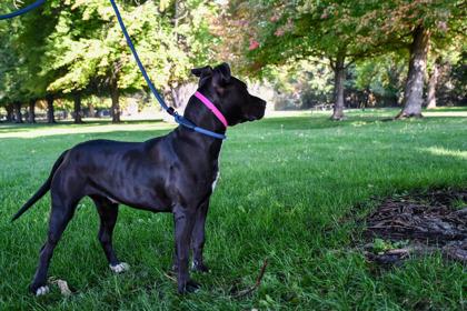 Elvira, Adoptable, Adult Female Pit Bull Terrier & Mixed Breed.