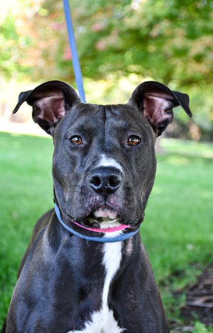 Elvira, Adoptable, Adult Female Pit Bull Terrier & Mixed Breed.