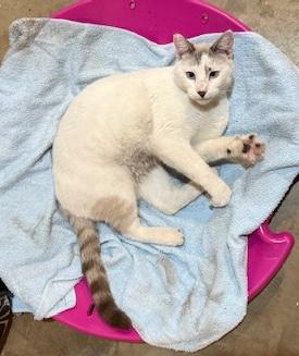 Enlarge Taffy & Sushi, a ADOPTABLE Domestic Short Hair in Sherman Oaks, CA image 4/6