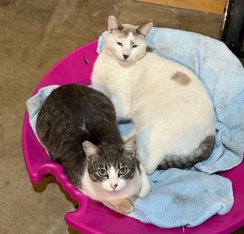 Enlarge Taffy & Sushi, a ADOPTABLE Domestic Short Hair in Sherman Oaks, CA image 1/6