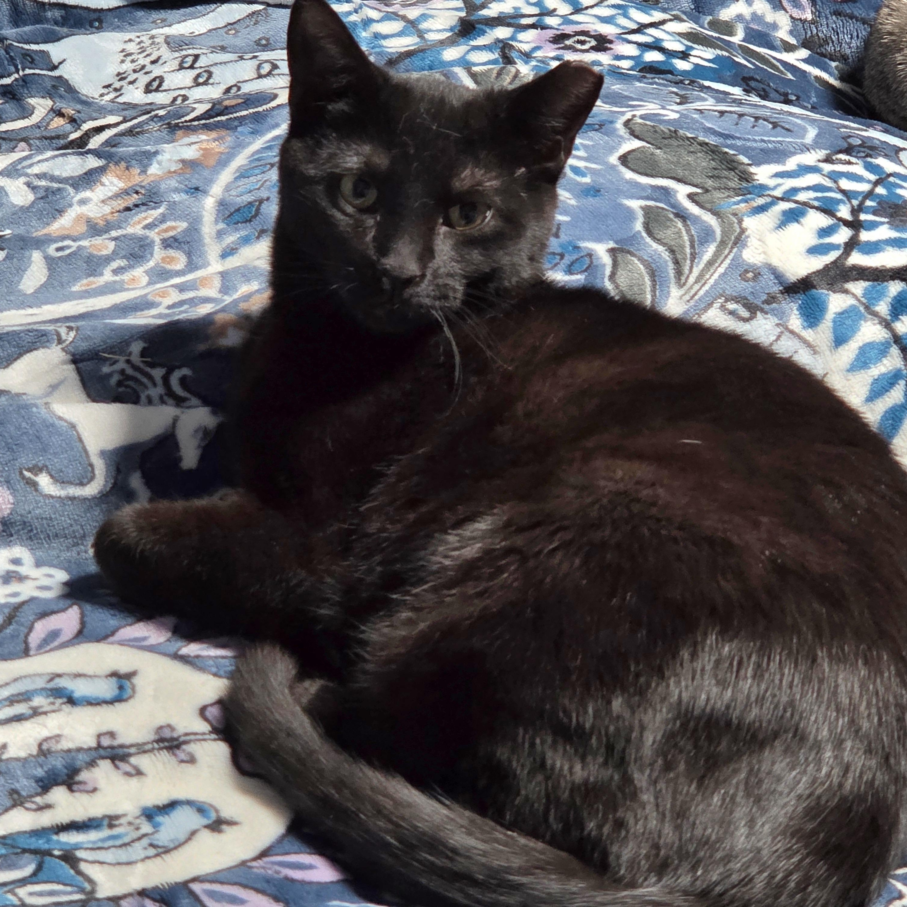 Midnight, Adoptable, Kitten Female Domestic Short Hair.