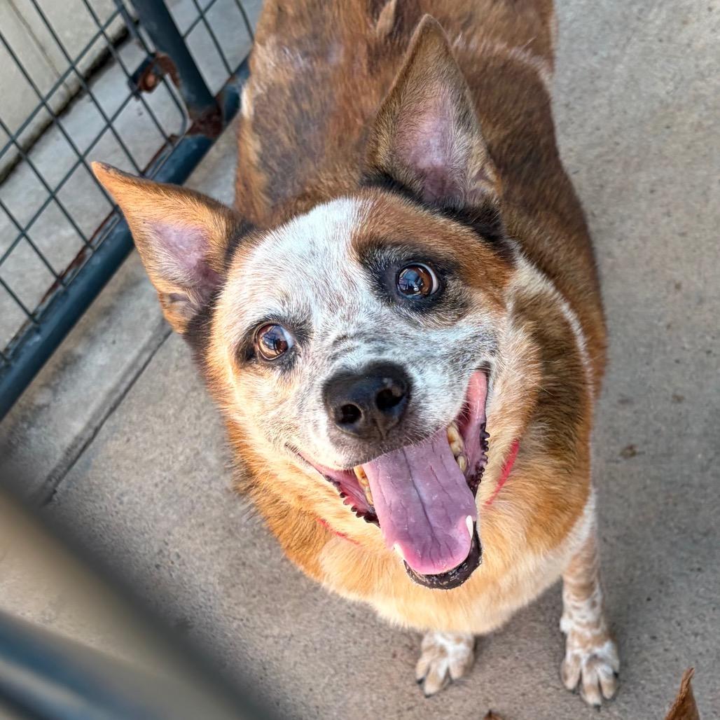 Diesel, Adoptable, Adult Male Mixed Breed.