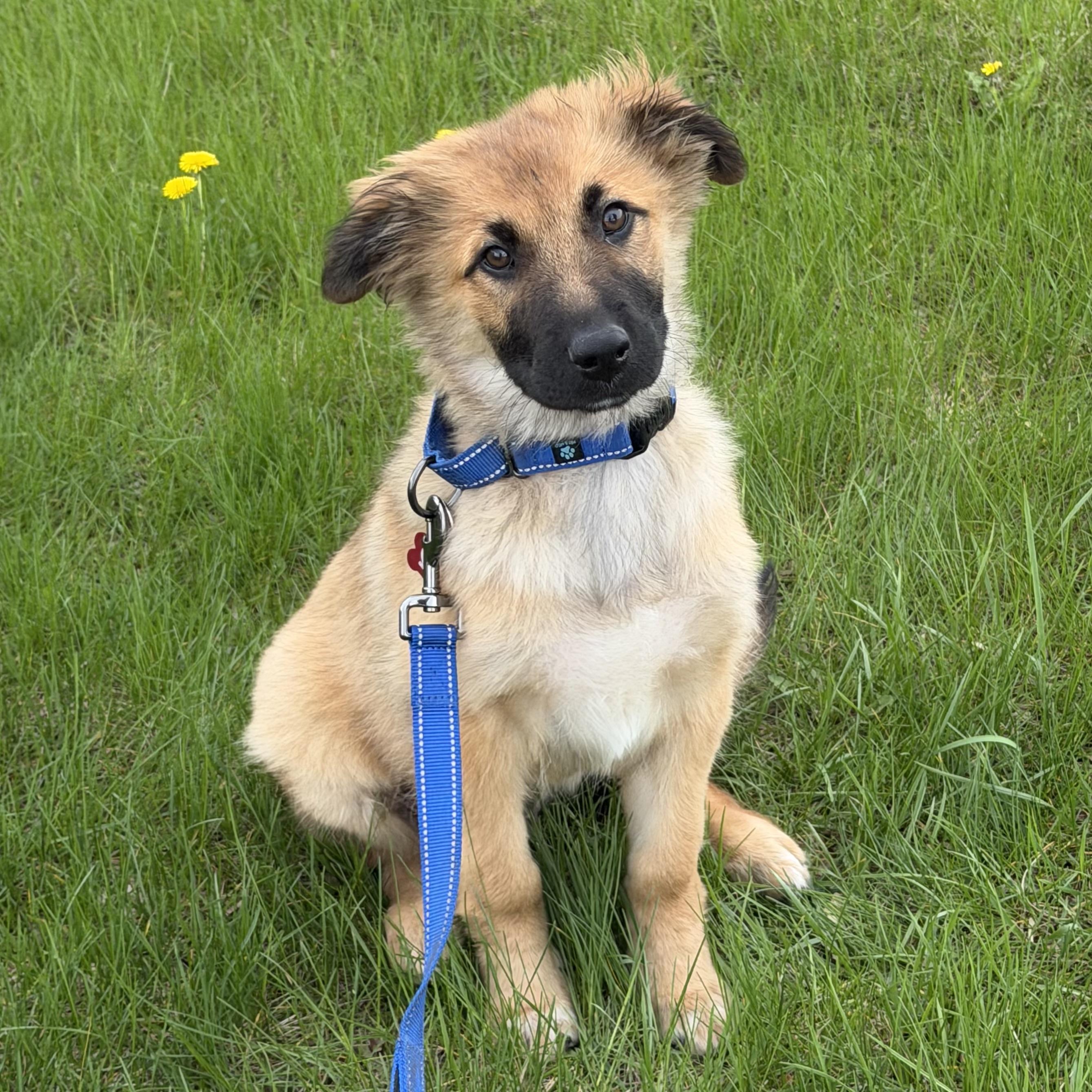Enlarge Dax, an adoptable mixed breed in Libertyville, IL image 1/5
