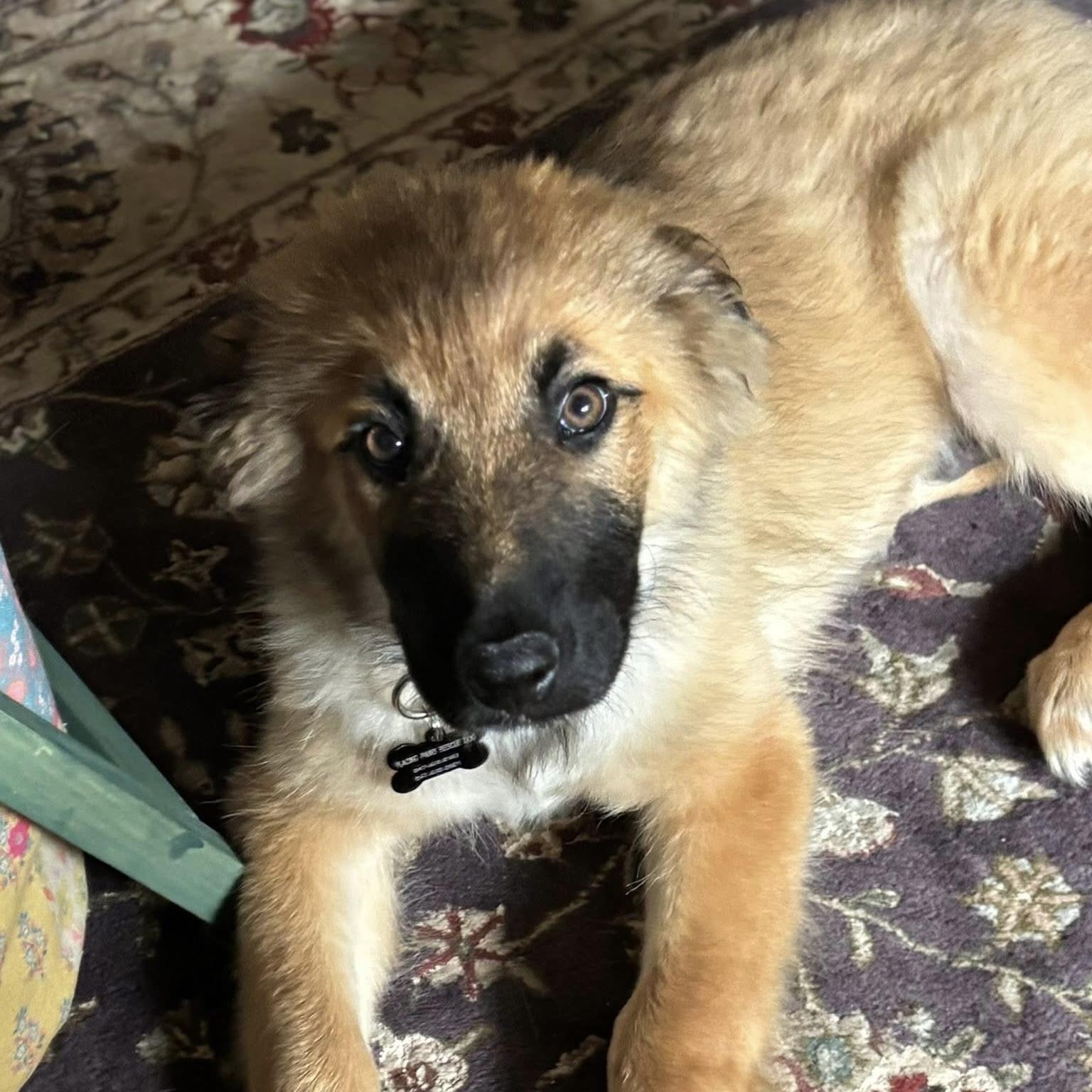 Enlarge Dax, an adoptable mixed breed in Libertyville, IL image 5/5