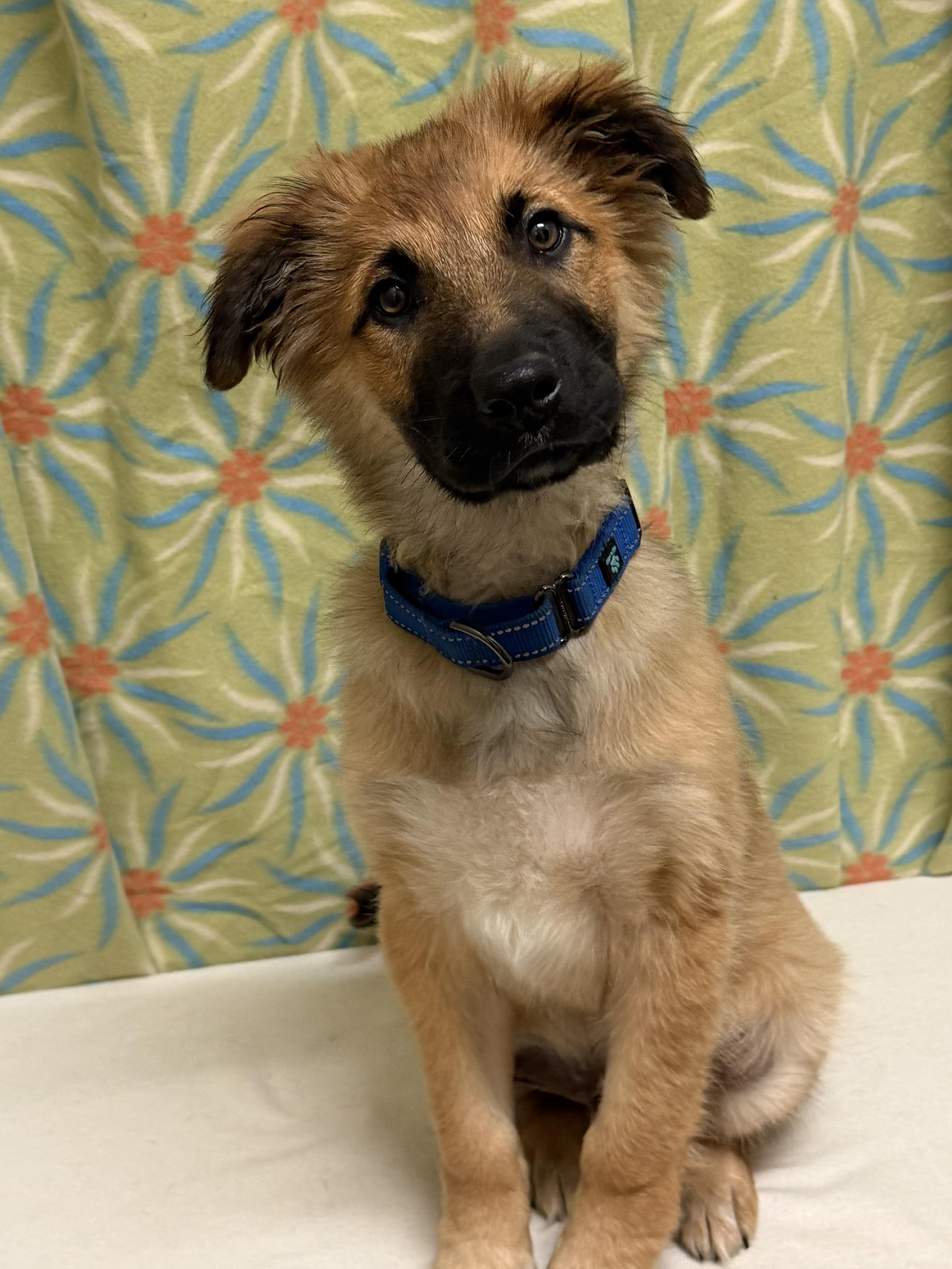 Enlarge Dax, an adoptable mixed breed in Libertyville, IL image 2/5