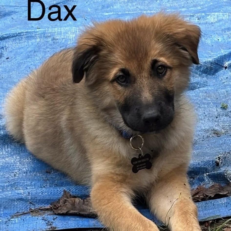 Enlarge Dax, an adoptable mixed breed in Libertyville, IL image 4/5