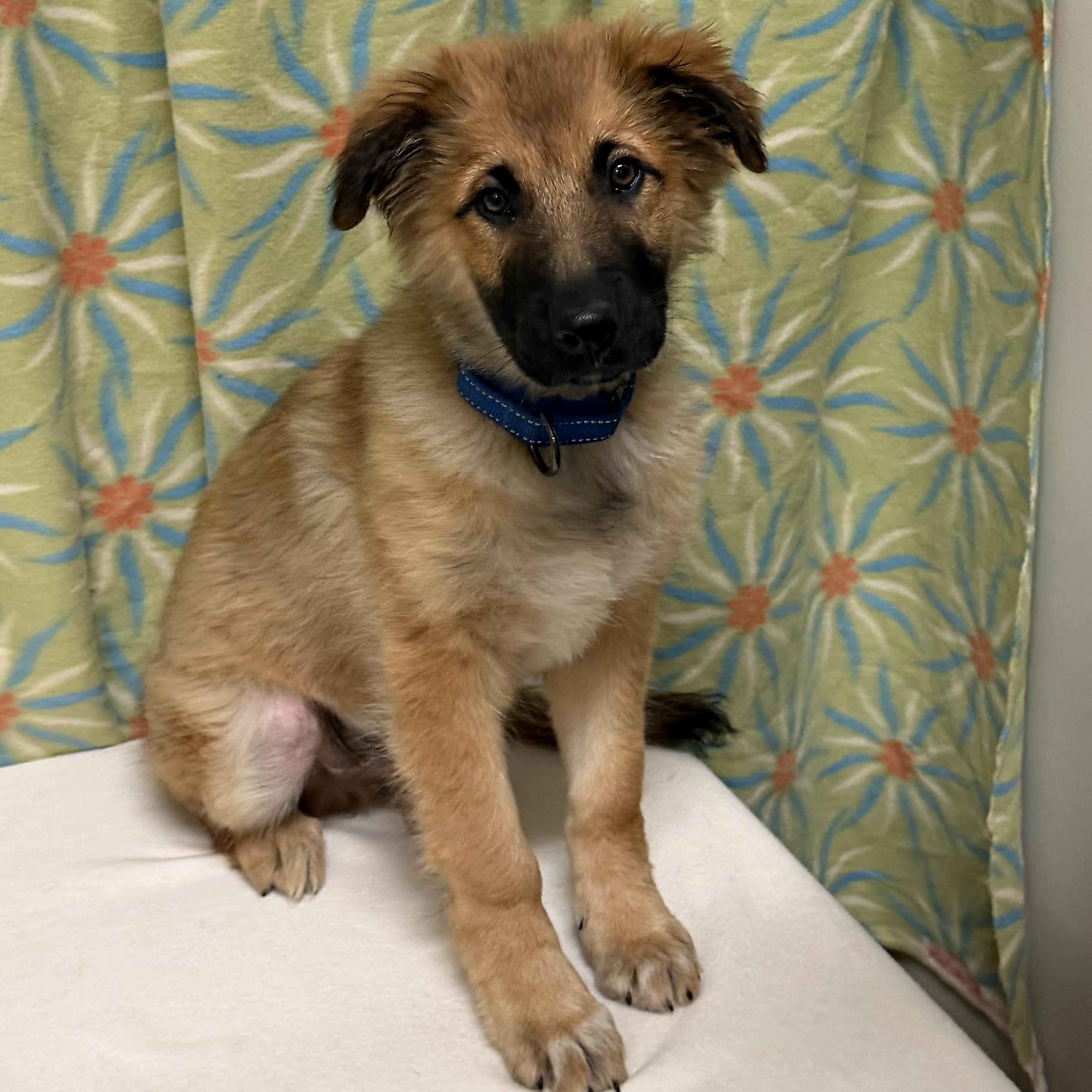 Enlarge Dax, an adoptable mixed breed in Libertyville, IL image 3/5