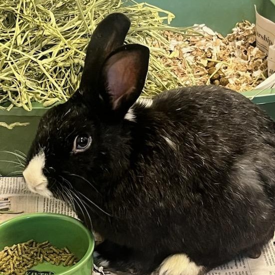 Dutch (ID 50129/530), adoptable, Adult Male Bunny Rabbit.