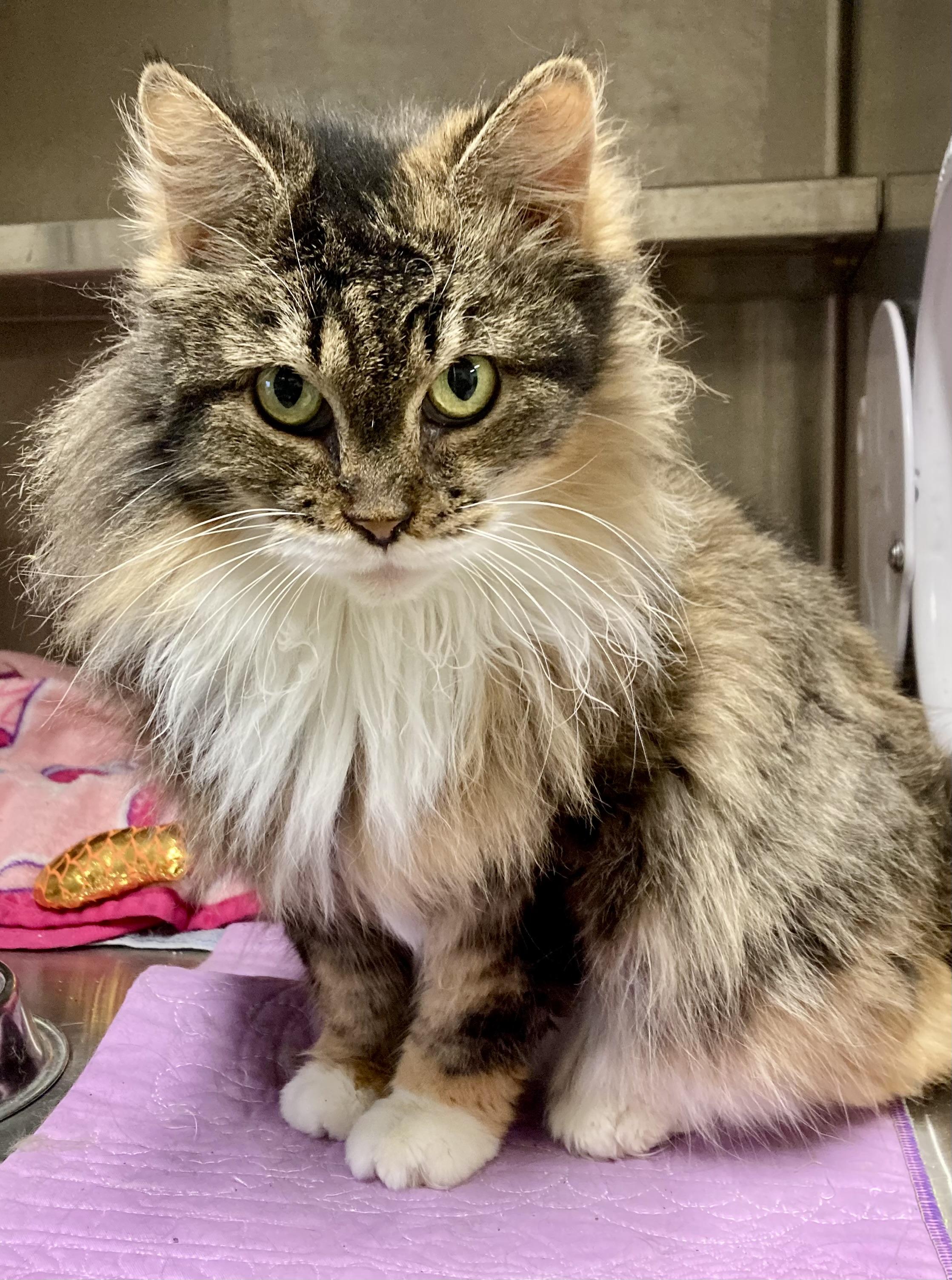 Enlarge Chanel, an adopted mixed breed in Sandusky, MI image 1/6