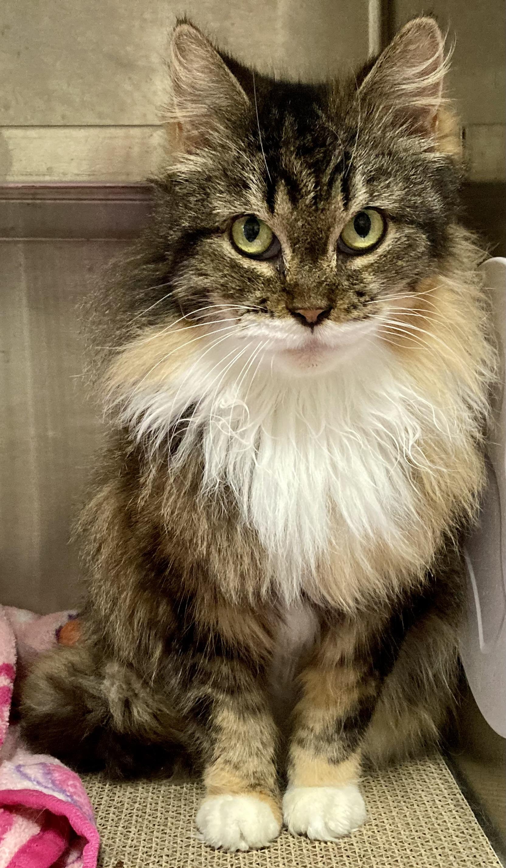 Enlarge Chanel, an adopted mixed breed in Sandusky, MI image 5/6