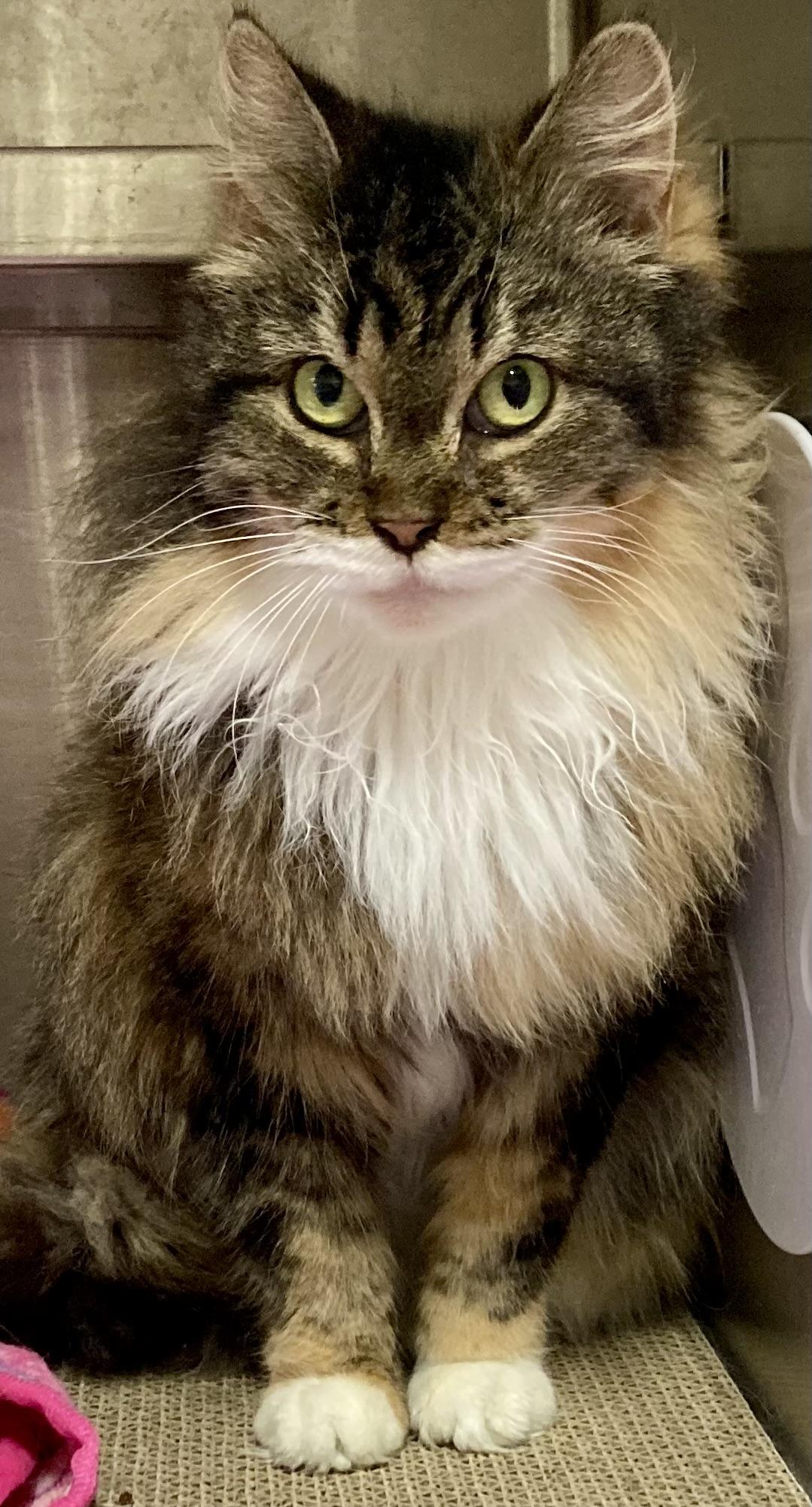 Enlarge Chanel, an adopted mixed breed in Sandusky, MI image 4/6