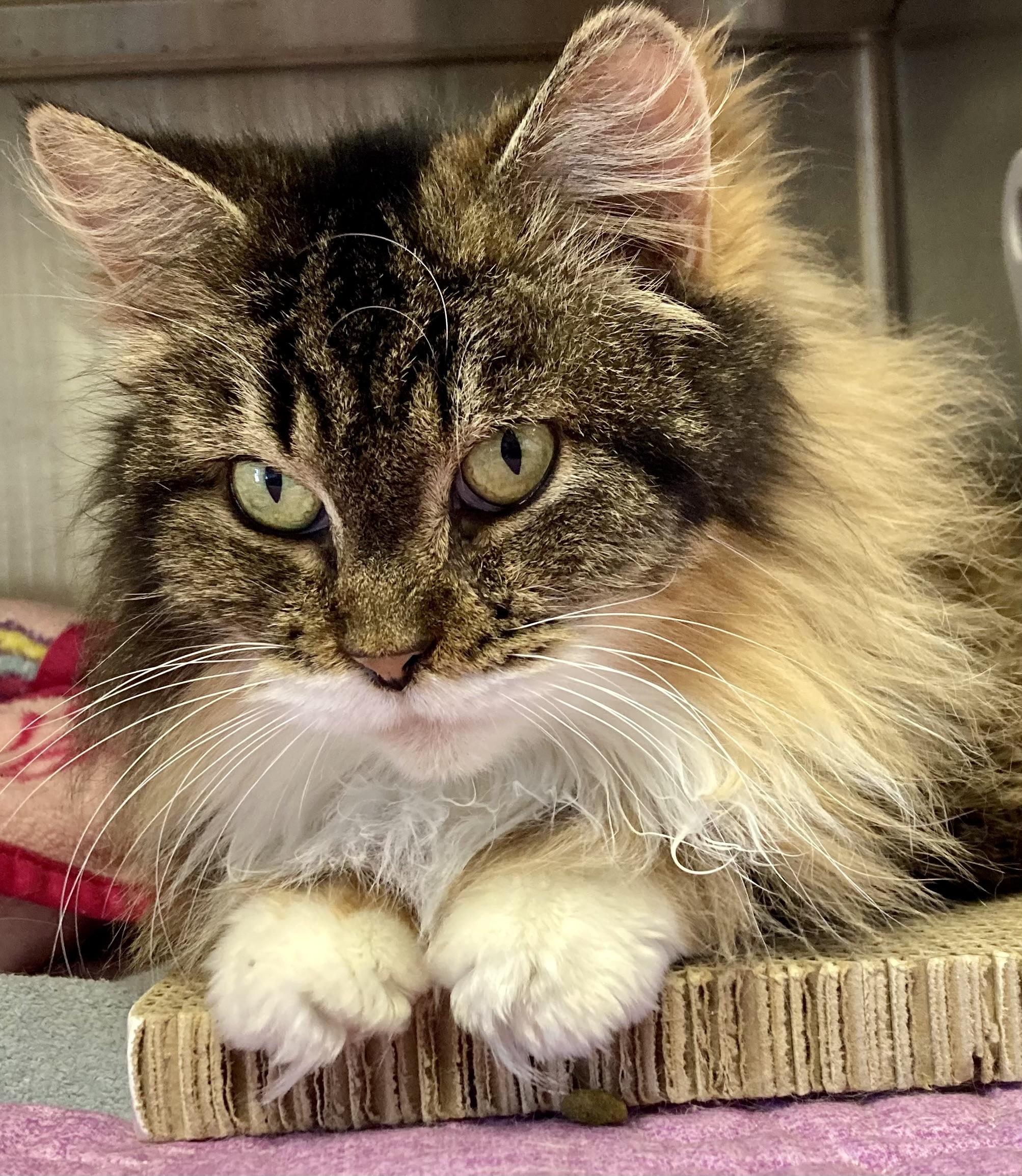 Enlarge Chanel, an adopted mixed breed in Sandusky, MI image 3/6