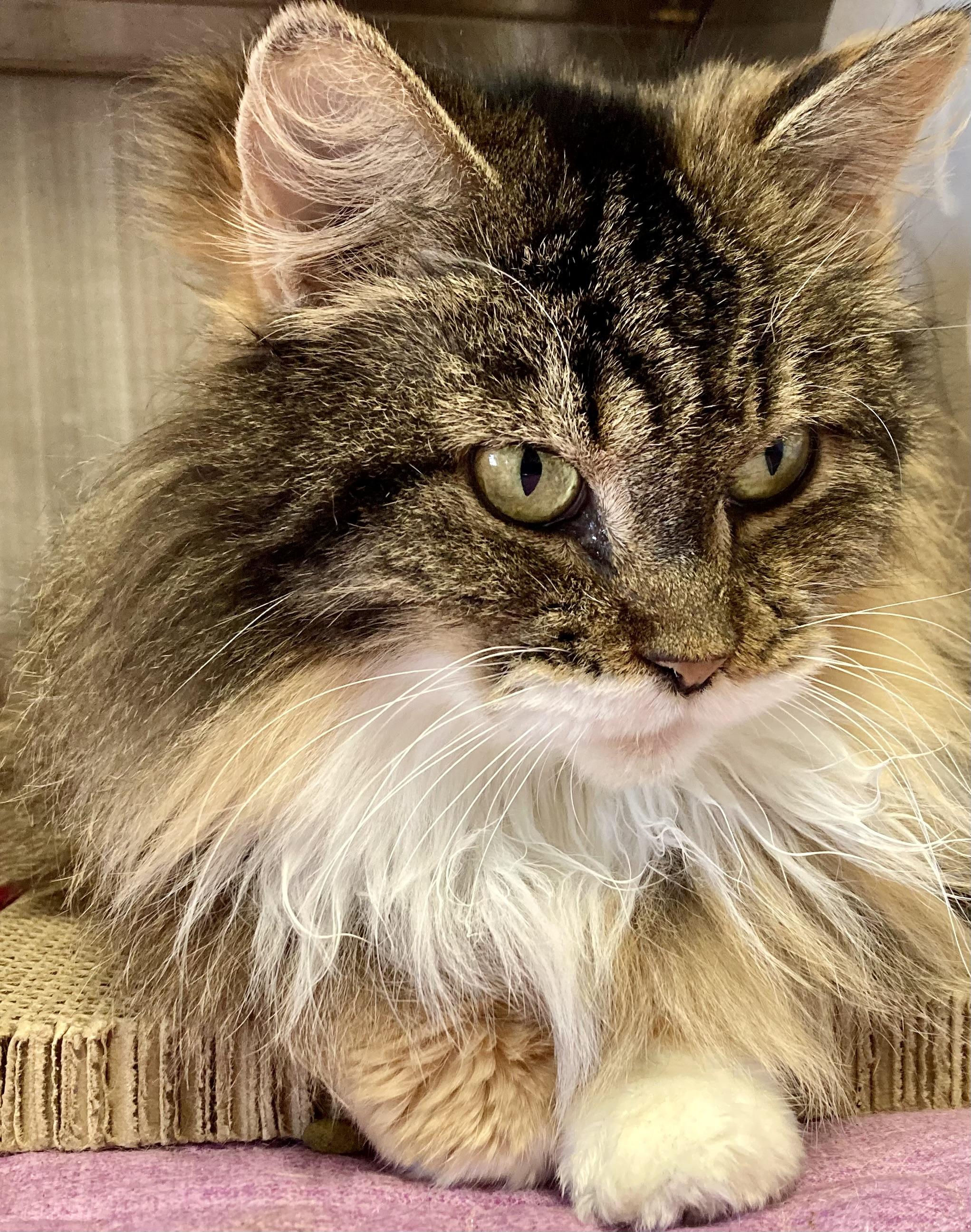 Enlarge Chanel, an adopted mixed breed in Sandusky, MI image 6/6