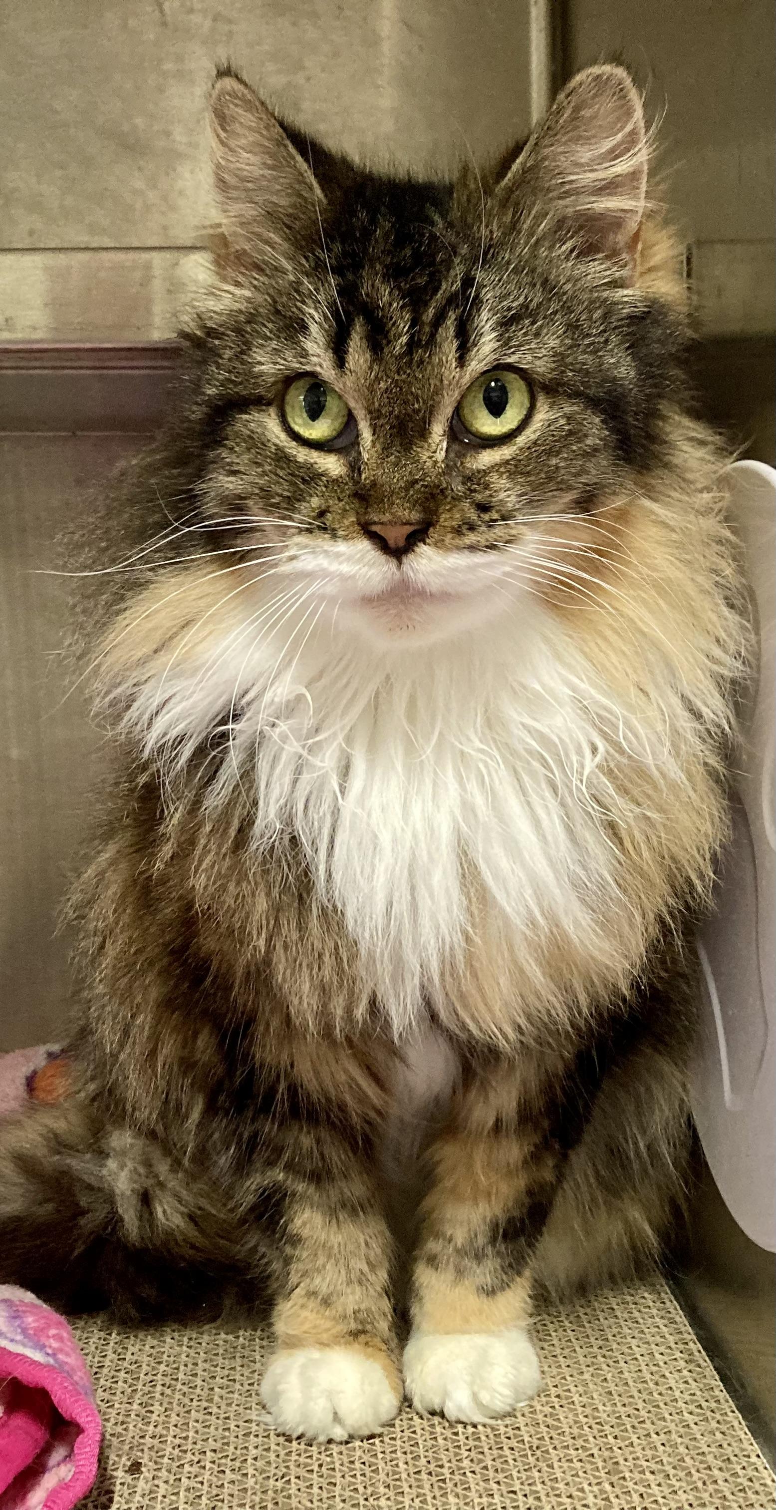 Enlarge Chanel, an adopted mixed breed in Sandusky, MI image 2/6