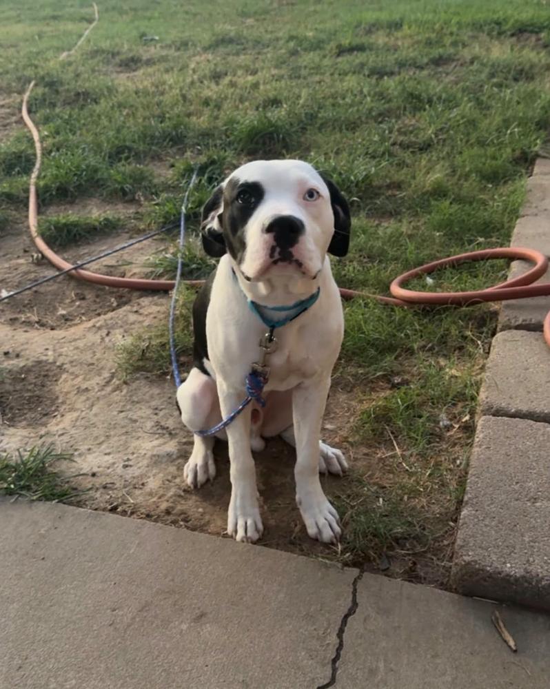 Cowboy, Adopted, Puppy Male Pit Bull Terrier.