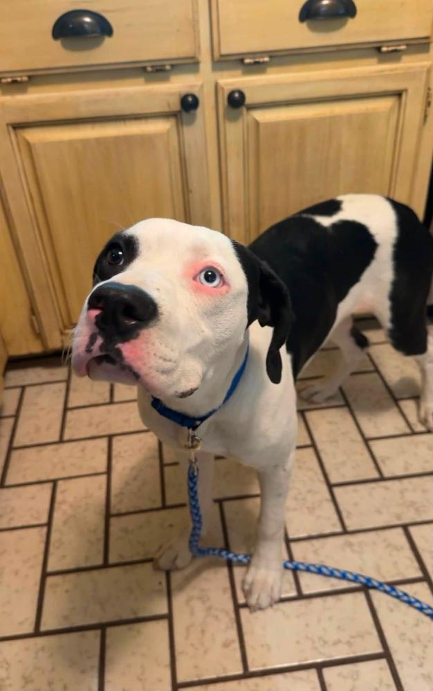 Enlarge Cowboy, a Adopted mixed breed in TULSA, OK image 2/6
