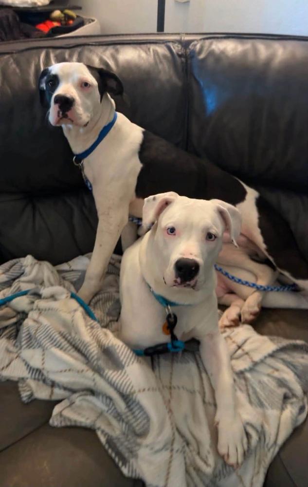 Enlarge Cowboy, a Adopted mixed breed in TULSA, OK image 3/6