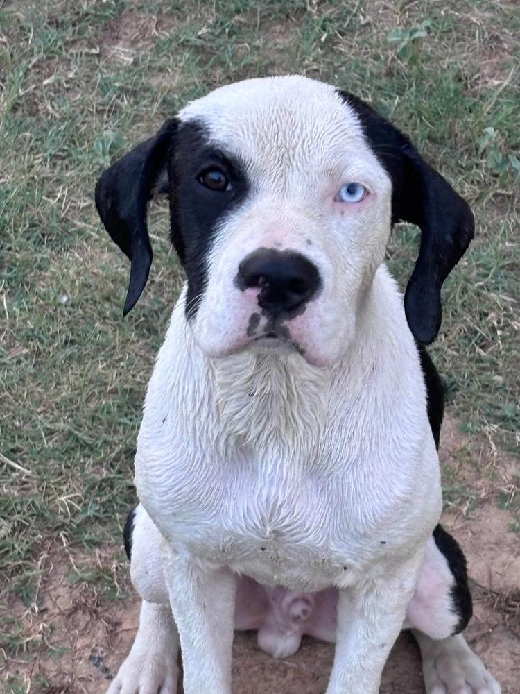 Enlarge Cowboy, a Adopted mixed breed in TULSA, OK image 5/6