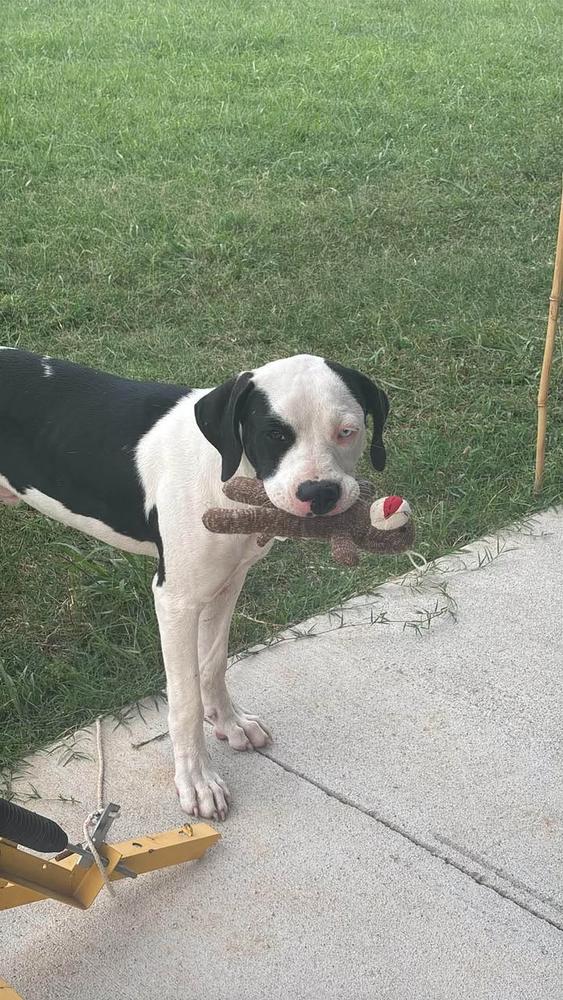 Enlarge Cowboy, a Adopted mixed breed in TULSA, OK image 6/6