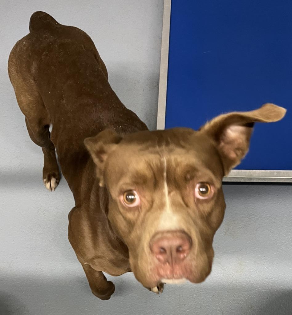 Enlarge Dillon, a Adoptable mixed breed in Cartersville , GA image 1/1