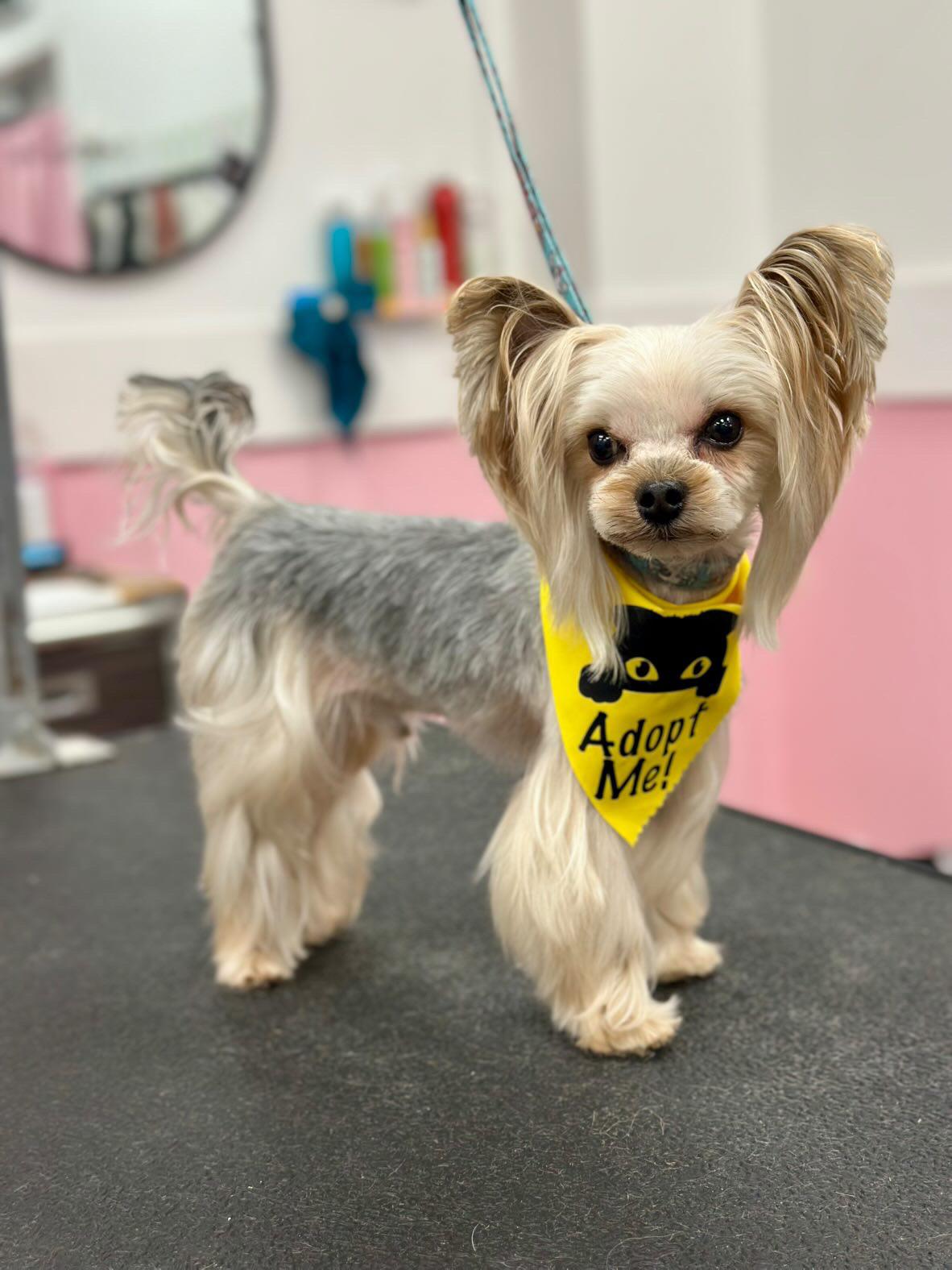 Enlarge Tyson, a ADOPTABLE Yorkshire Terrier in Atlanta, GA image 2/6